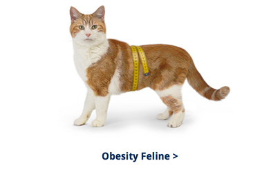 Banner Obesity Cat