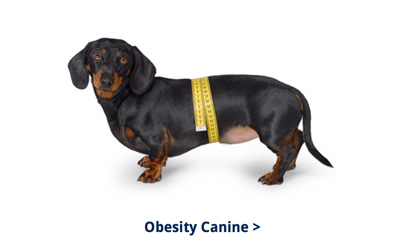 Banner Obesity Dog